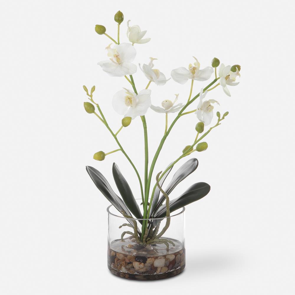Uttermost Glory Orchid